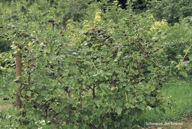 Spalieranbau mit Obstbäumen: Hecke Jostabeeren