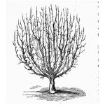 Senkrechter Schnurbaum